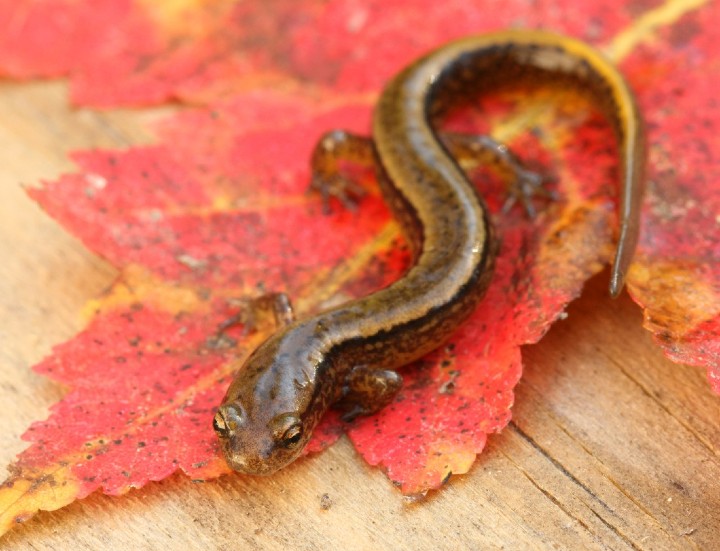 Two-lined Salamander